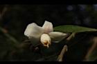 柳葉山茶-花07.JPG