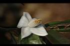 柳葉山茶-花15.JPG