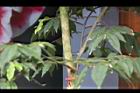 柳葉山茶-莖01.JPG