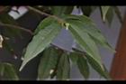 柳葉山茶-葉02.JPG