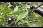 柳葉山茶-葉10.JPG