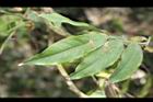 柳葉山茶-葉11.JPG