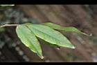 柳葉山茶-葉12.JPG