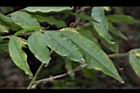 柳葉山茶-葉14.JPG