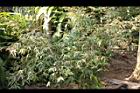 柳葉山茶08.JPG