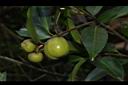 武威山茶-實04.JPG
