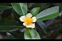 武威山茶-花02.JPG