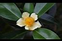 武威山茶-花05.JPG