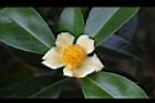 武威山茶-花03.JPG