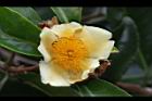 武威山茶-花09.JPG
