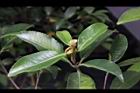 武威山茶16.JPG