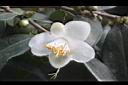 毛藥山茶-花06.JPG