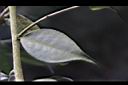 毛藥山茶-葉04.JPG