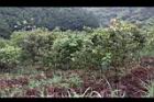 油茶43.JPG