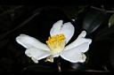油茶-花蕊01.JPG