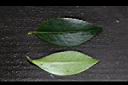 油茶-葉10.JPG