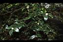油茶23.JPG