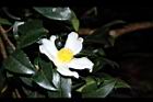 油茶-花16.JPG