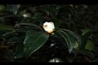 油茶-花苞06.JPG