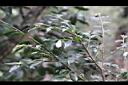 泛能高山茶-枝葉4.jpg