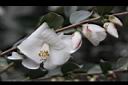 泛能高山茶-花06.JPG
