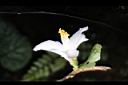 泛能高山茶-花08.jpg
