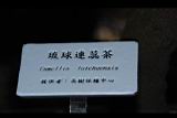 琉球連蕊茶-牌.JPG
