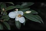 琉球連蕊茶-花06.JPG