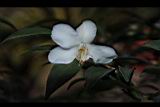 琉球連蕊茶-花08.JPG