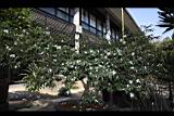 琉球連蕊茶07.JPG