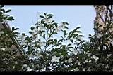 琉球連蕊茶08.JPG