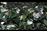 琉球連蕊茶10.JPG