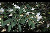 琉球連蕊茶11.JPG