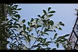 琉球連蕊茶13.JPG