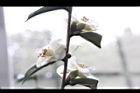白玫瑰連蕊茶-花06.JPG