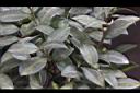 細葉山茶-葉04.JPG