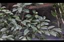 細葉山茶02.JPG