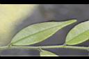細葉連蕊茶-葉背06.JPG