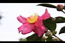 茶梅-花07.jpg