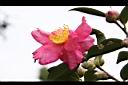 茶梅-花08.jpg