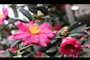 茶梅-花09.jpg