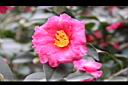 茶梅-花10.jpg