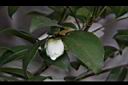 茶梅-花苞00.JPG