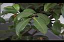 茶梅-葉00.JPG