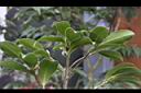 茶梅01.JPG