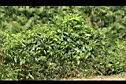 茶3.JPG