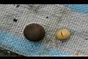 茶仔4.JPG