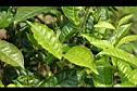 茶葉4.JPG