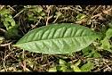 茶葉7.JPG