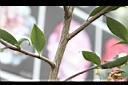 連蕊茶-莖02.JPG